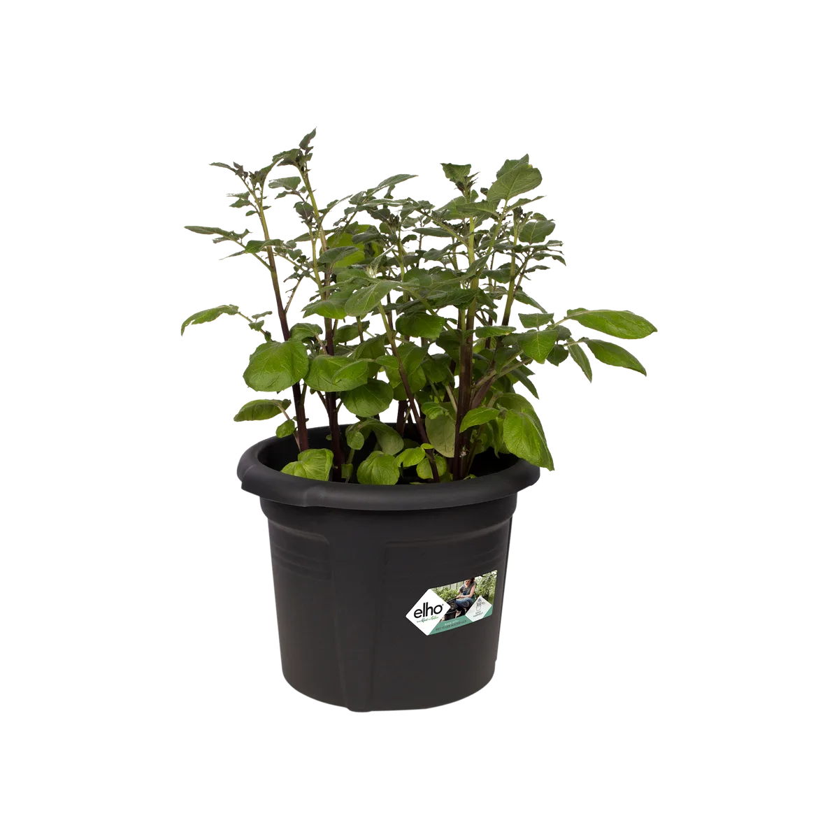 Elho Green Basics Pot 30